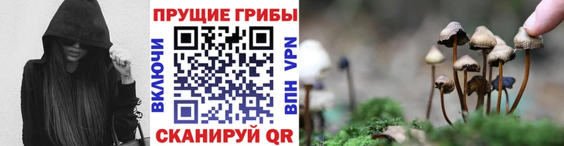 Галлюциногенные грибы Psilocybe  цена   Новоуральск 